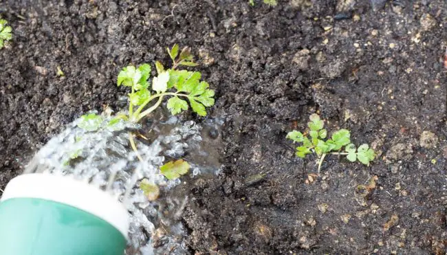 Growing Cilantro Indoors