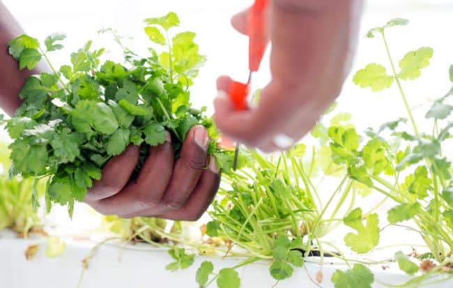 How to grow cilantro at home