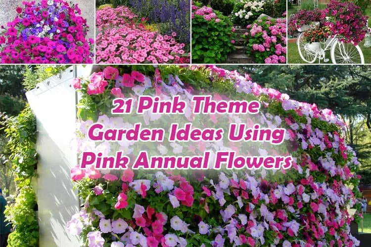 Pink Annual Flowers