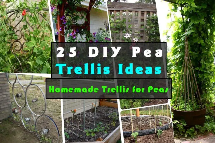 DIY Pea Trellis