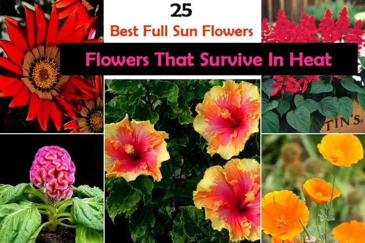 Flowers That Survive In Heat