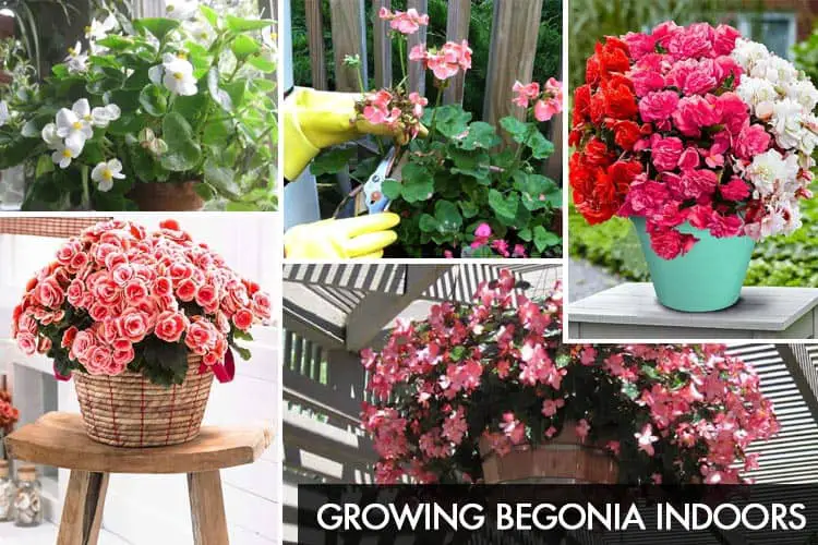 Growing Begonia Indoors