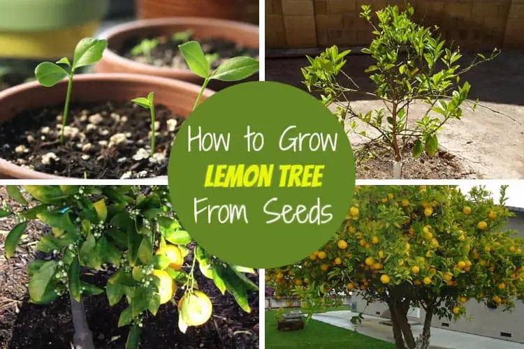 How to Grow Lemon Tree