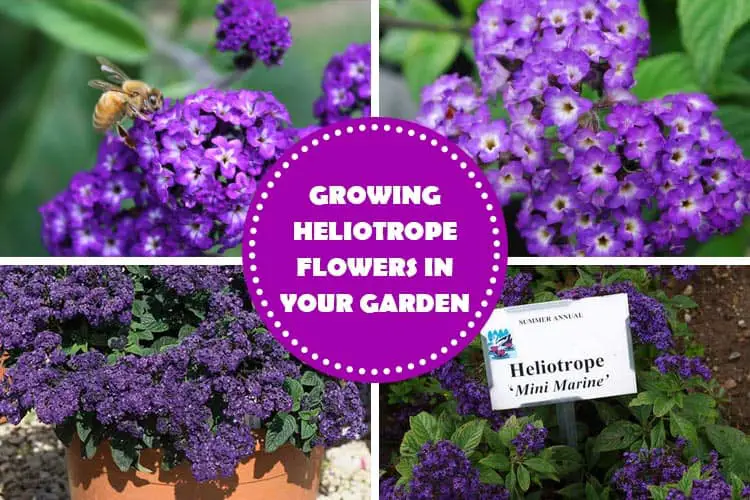 Heliotrope Flowers