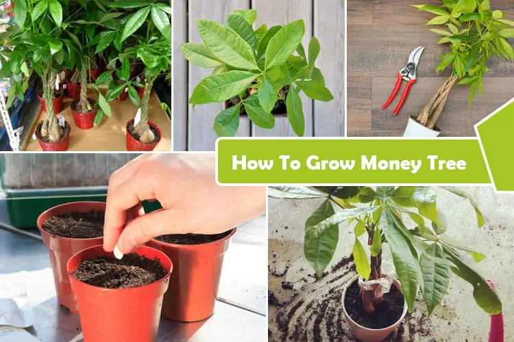 How to Grow Money Tree