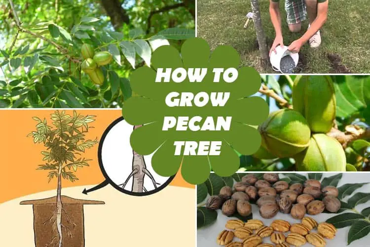 How to Grow Pecan Tree