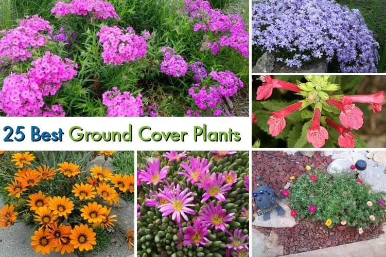 Ground Cover Plants