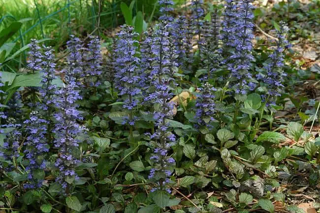 ground cover flowers for shade