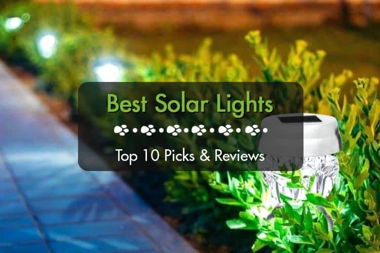 Best Solar Lights