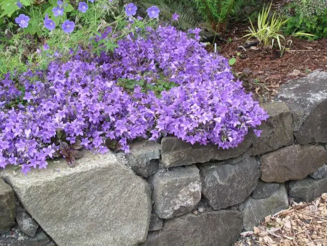 ground cover perennials