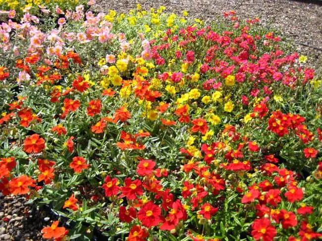 ground cover flowers full sun