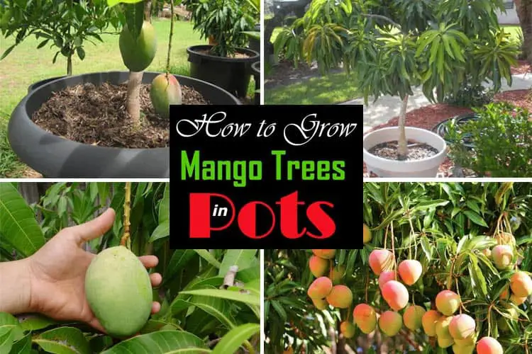 Grow Mango Tree