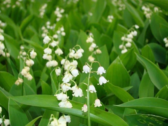 ground cover flowers for shade