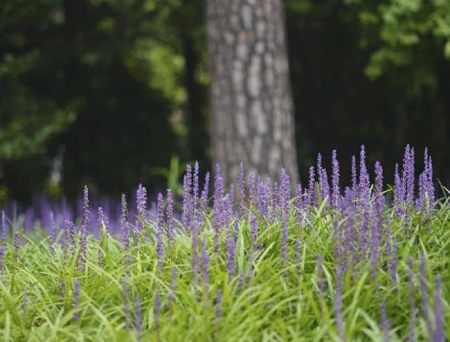 Ground Cover Plants