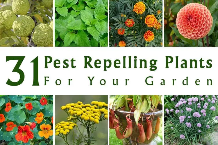 Pest Repelling Plants
