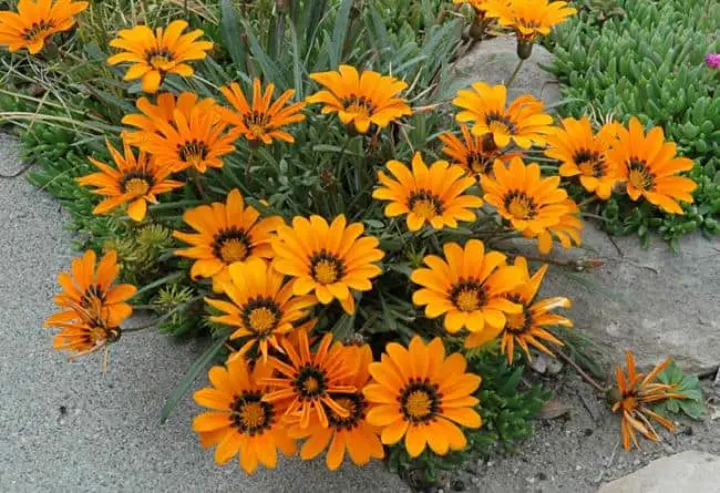 ground cover perennials