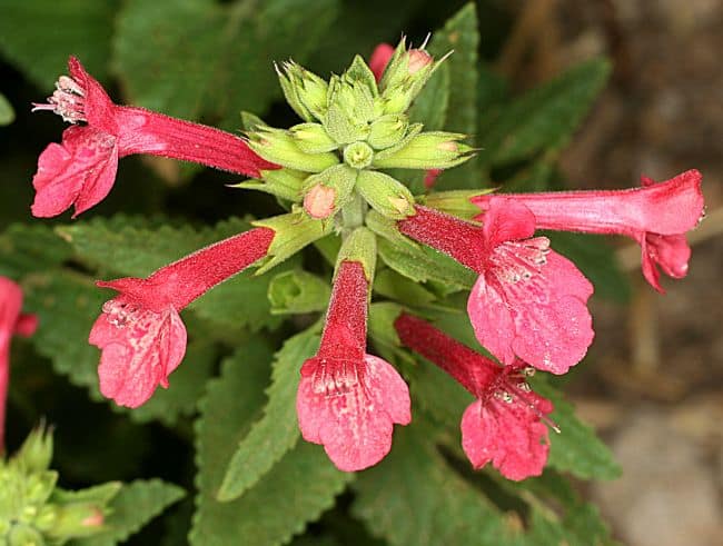 best ground cover plants