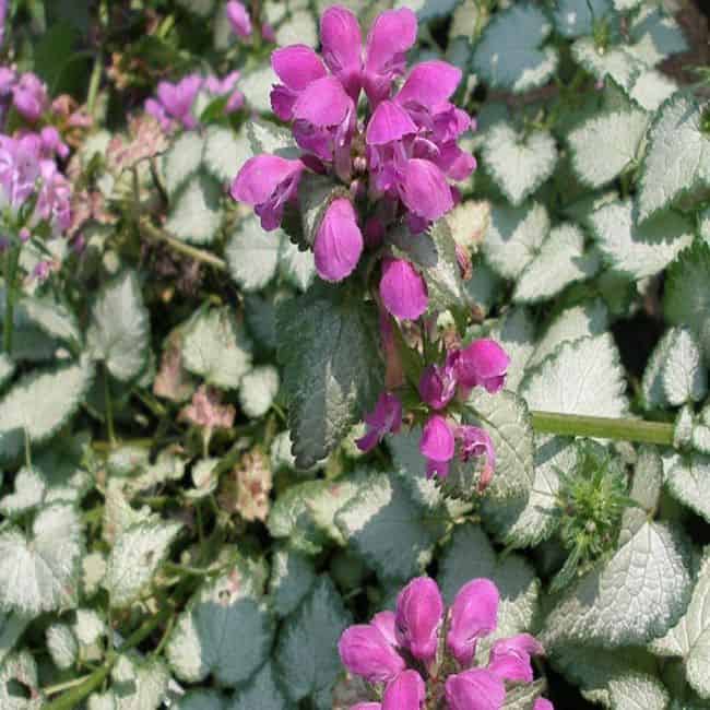 Ground Cover Plants