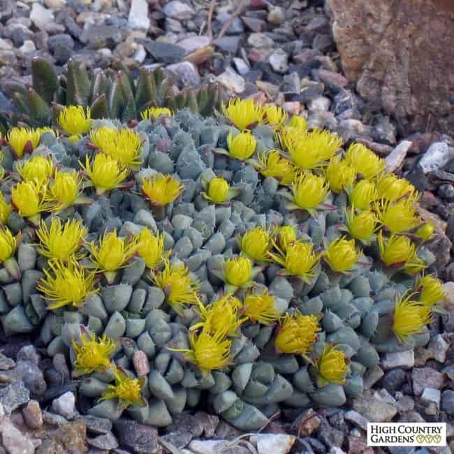 ground cover with yellow flowers