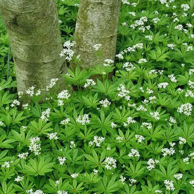 best ground cover plants