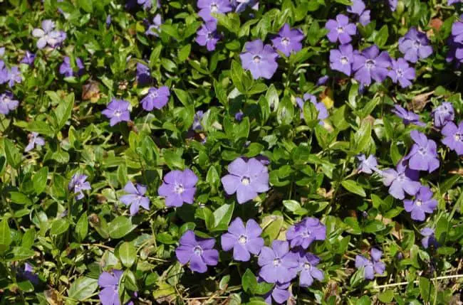 purple ground covering plants