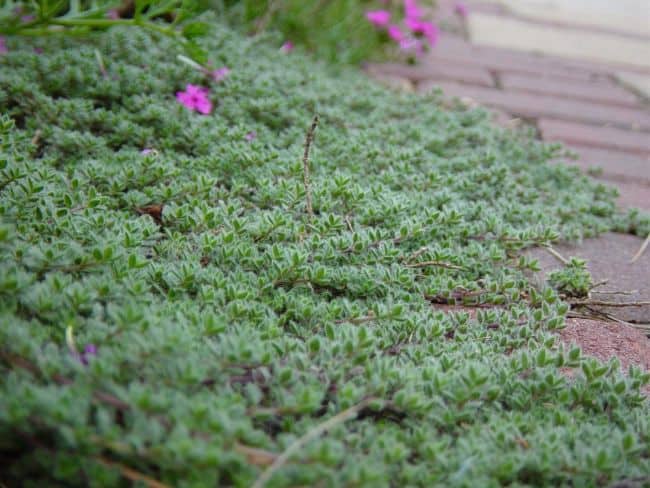 ground cover perennials