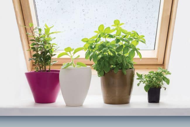 Container Gardening for Beginners