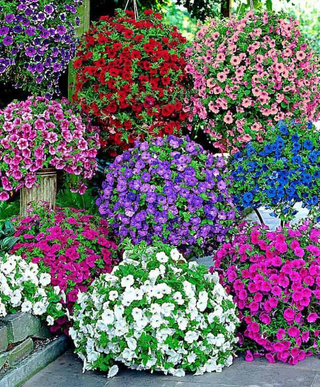 Growing Petunias