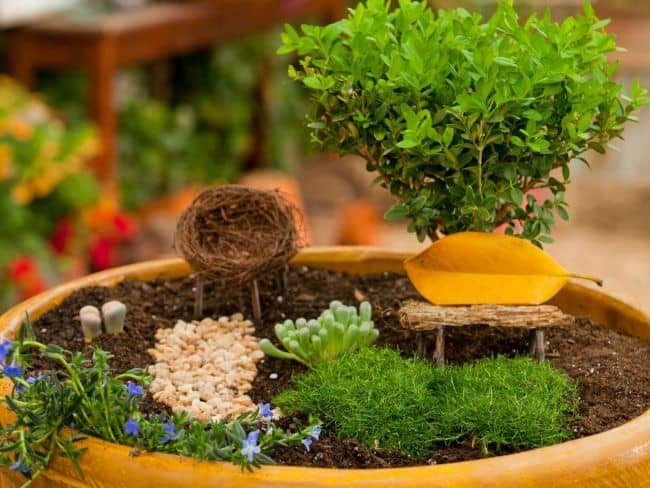 Tips for Container Gardening