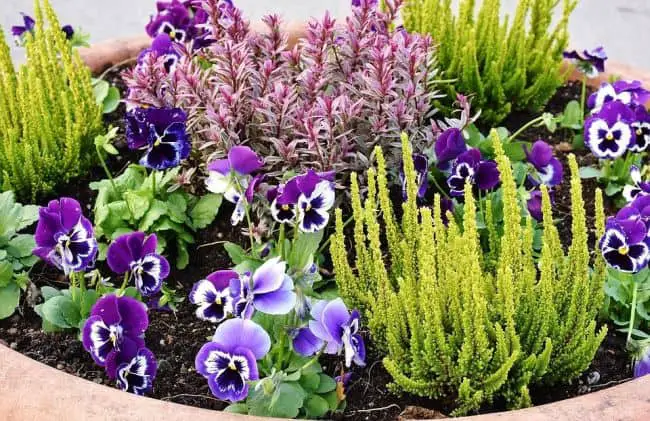 Tips for Container Gardening