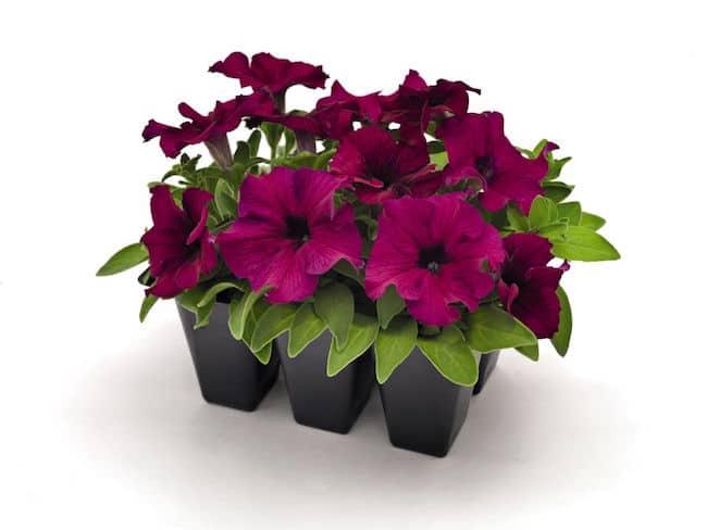 Growing Petunias