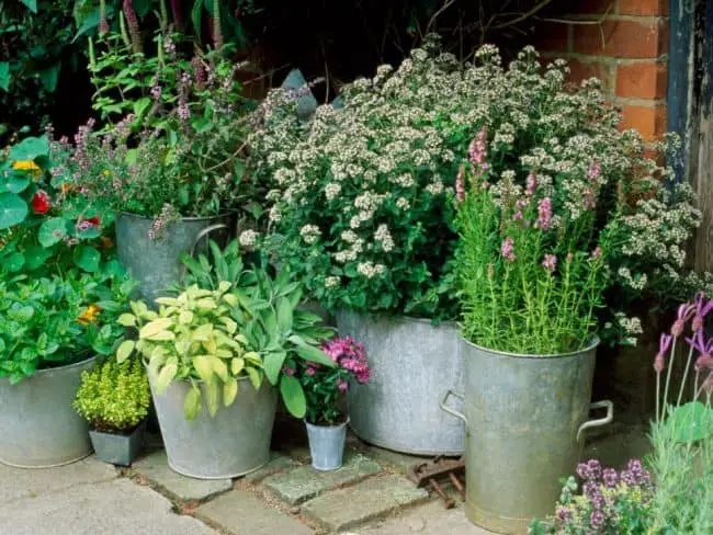 Container Gardening Ideas