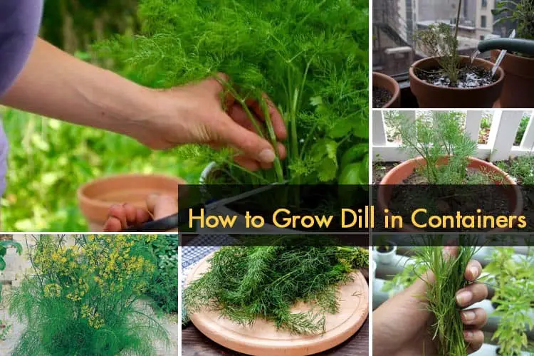 How to Grow Dill