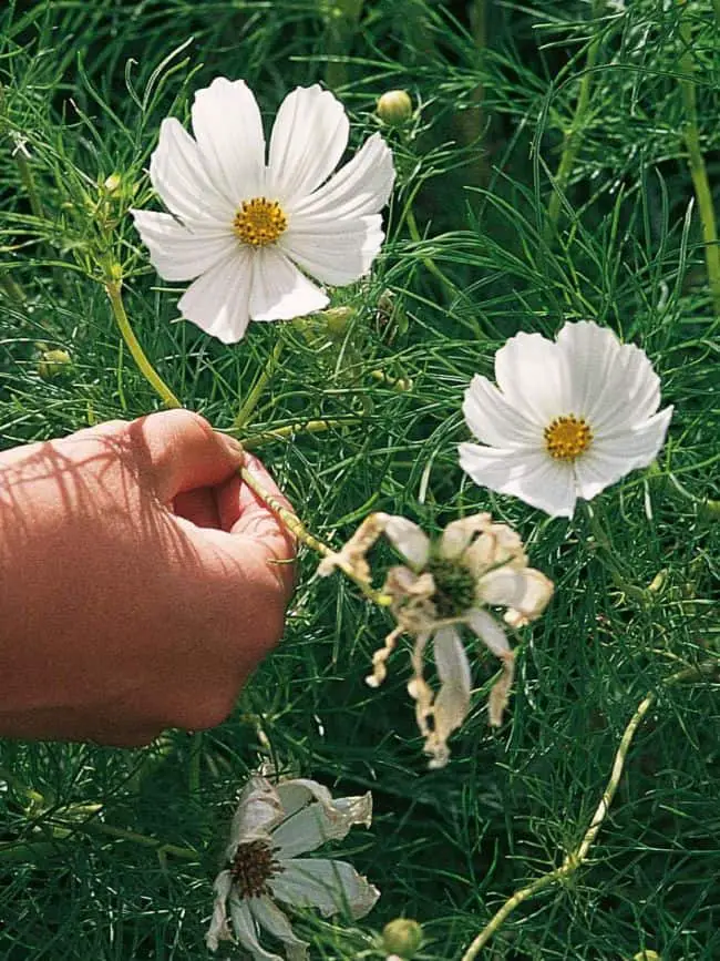 Tips for Container Gardening