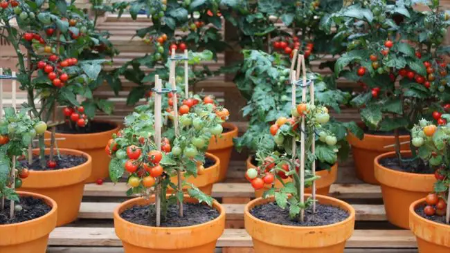 Tips for Container Gardening