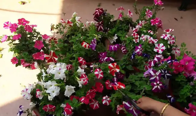 Petunias in Pots