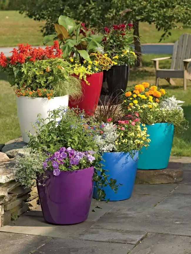 Container Gardening Tips