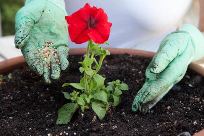 Growing Petunias