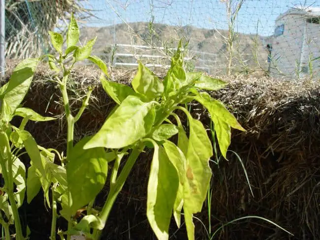 Container Gardening for Beginners