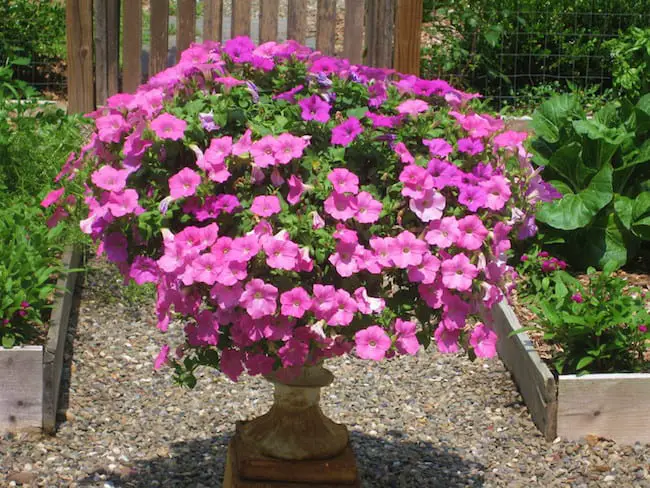 Petunias in Containers