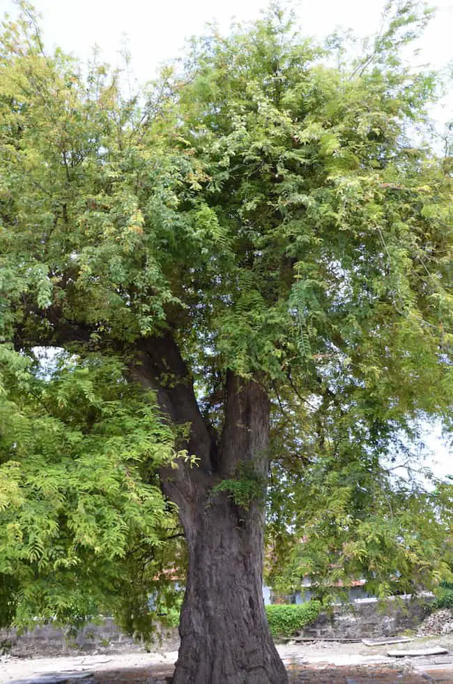 Information about Tamarind Tree