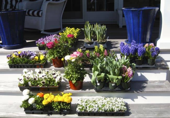 Tips for Container Gardening