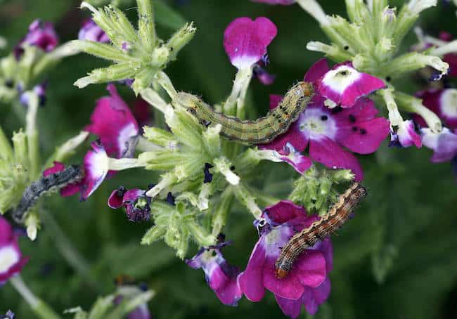 Petunia Care