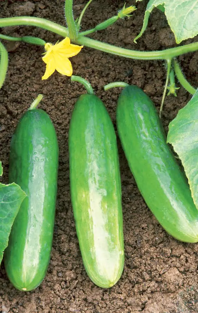 Amira Cucumber Varieties