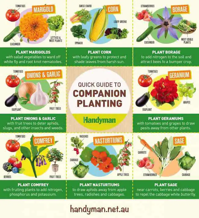 Vegetable Garden Tips