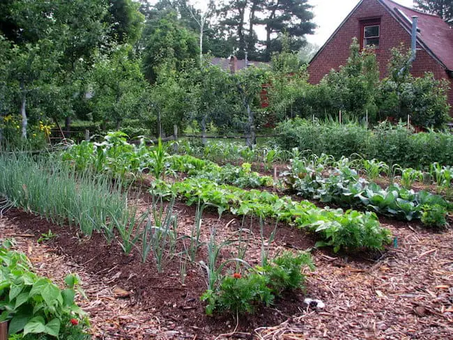 Kitchen Garden Tips