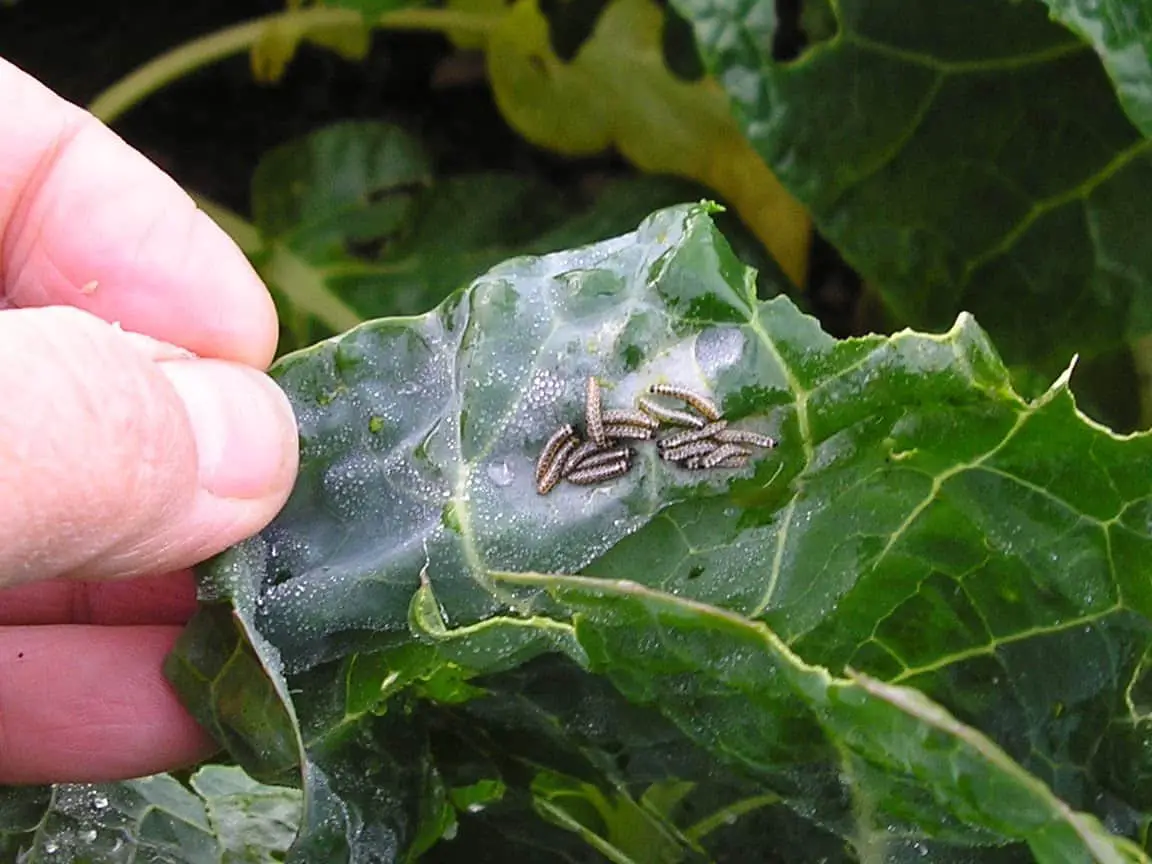 Kitchen Garden Tips