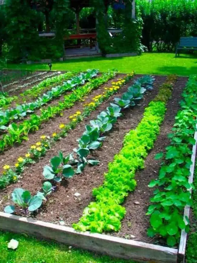 Kitchen Garden Tips