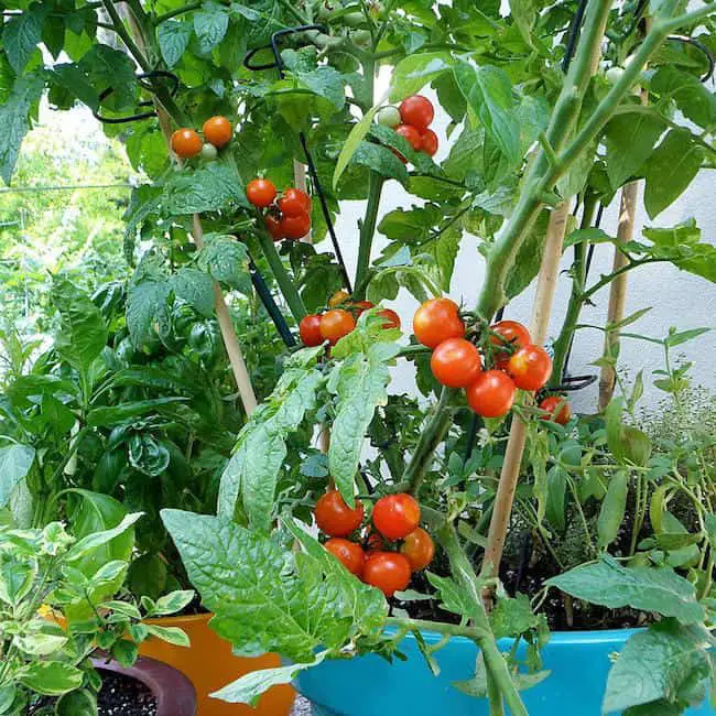 Kitchen Garden Tips