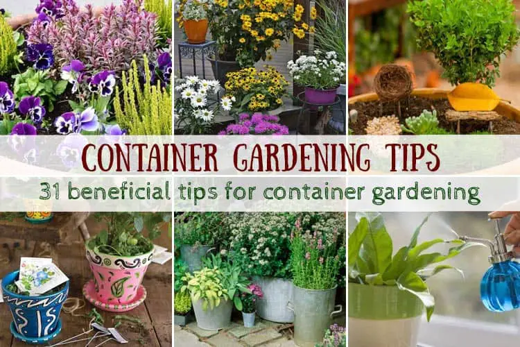 Container Gardening Tips